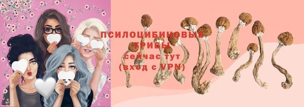 индика Новозыбков