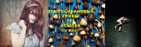 индика Новозыбков