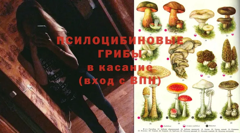 Галлюциногенные грибы Magic Shrooms  наркотики  Светлоград 