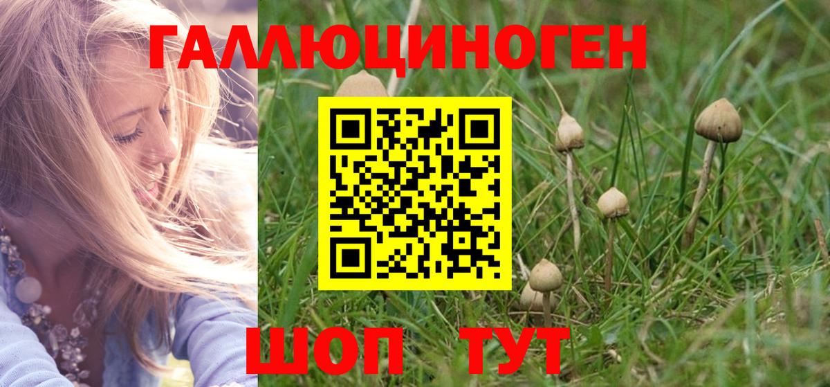 Псилоцибиновые грибы Psilocybine cubensis Светлоград